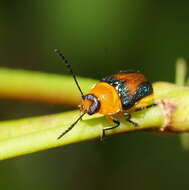 Imagem de Aporocera iridipennis