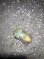 Image of Southern Bobtail Squid