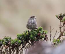 Image of Andean Tit-Spinetail