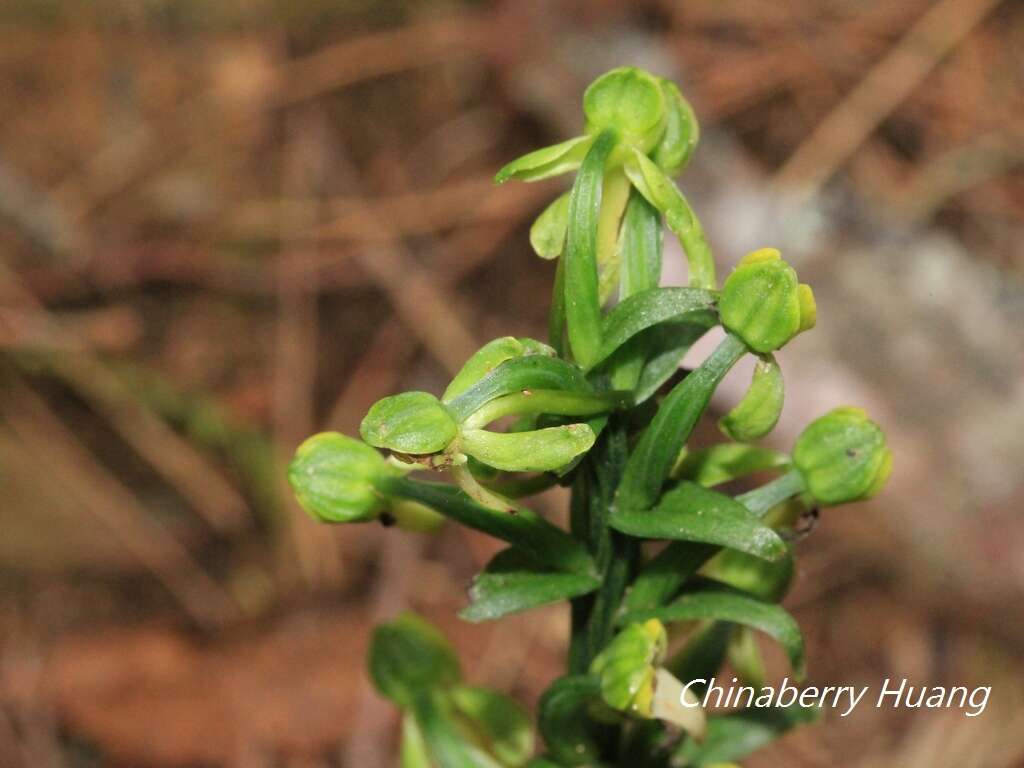 Слика од Platanthera minor (Miq.) Rchb. fil.