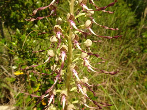 Image of Lizard orchid