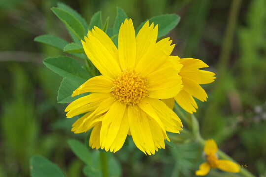 Image of spearleaf arnica