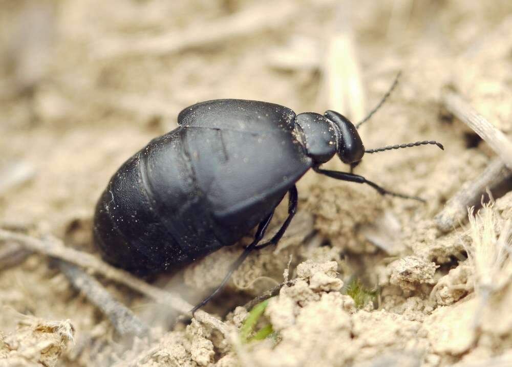 <i>Meloe uralensis</i> resmi