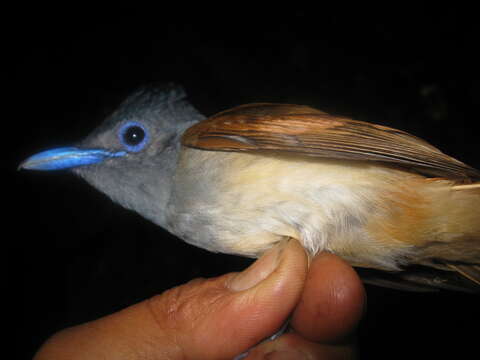 Image of Blyth's Paradise Flycatcher