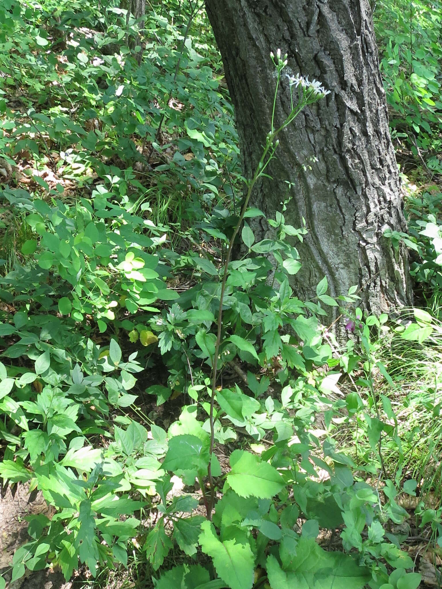 Image of Edible aster