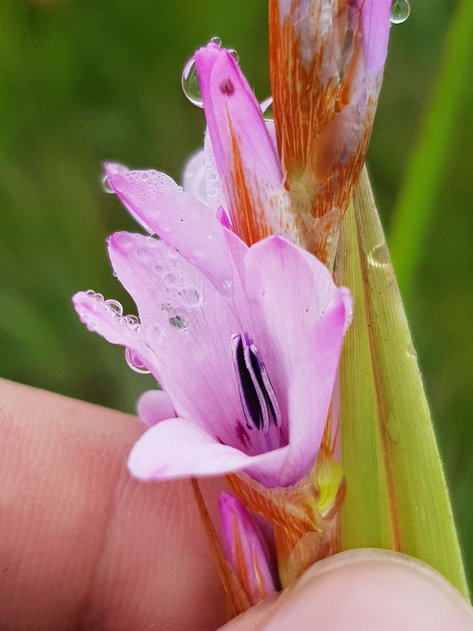 Image of Dierama formosum Hilliard