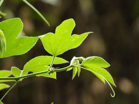 Passiflora ampullacea Harms的圖片