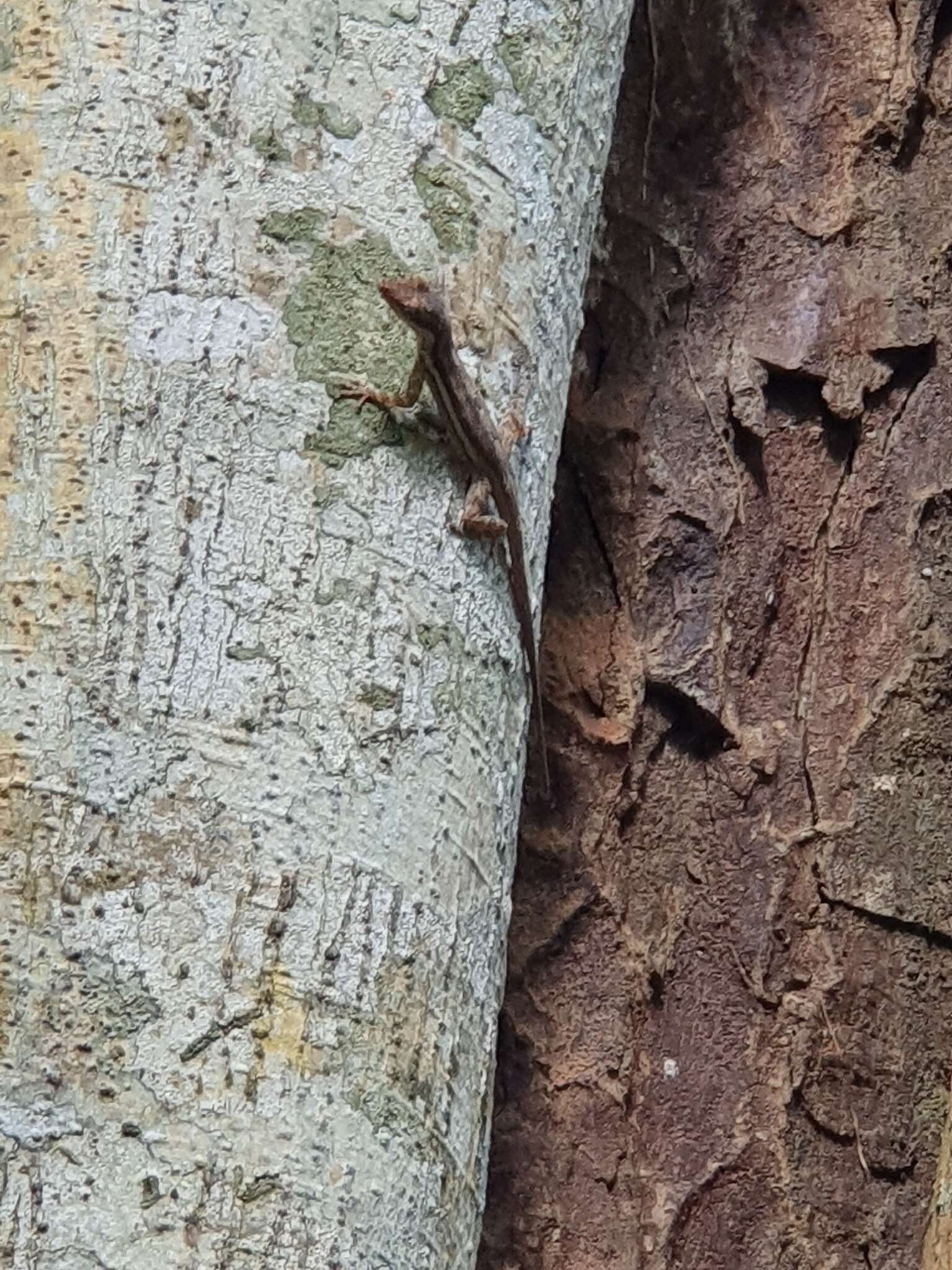 Image of Bluefields Anole