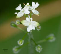 Image of small enchanter's nightshade