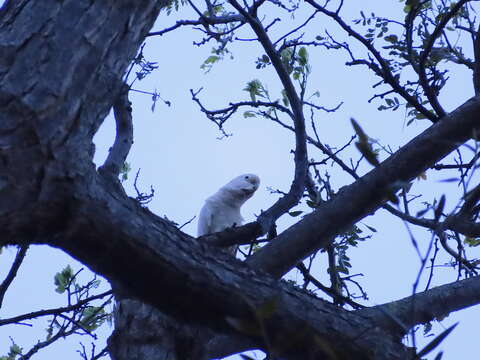 Image of Goffin's Cockatoo