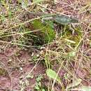 Image of Ruppell's Desert Chameleon