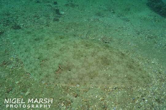 Image of Australian Butterfly Ray