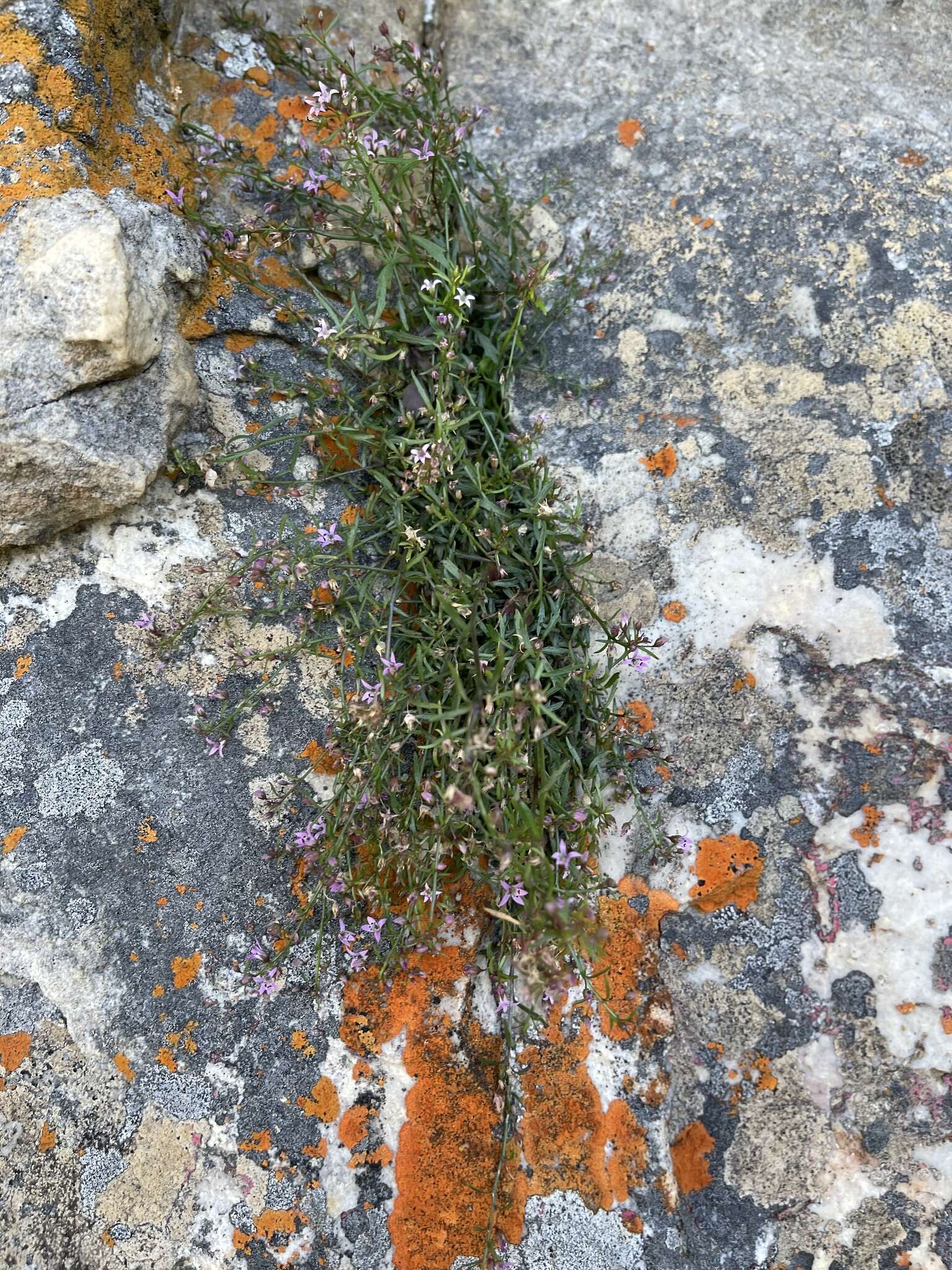 صورة Lobelia filicaulis (C. Presl) Schönland