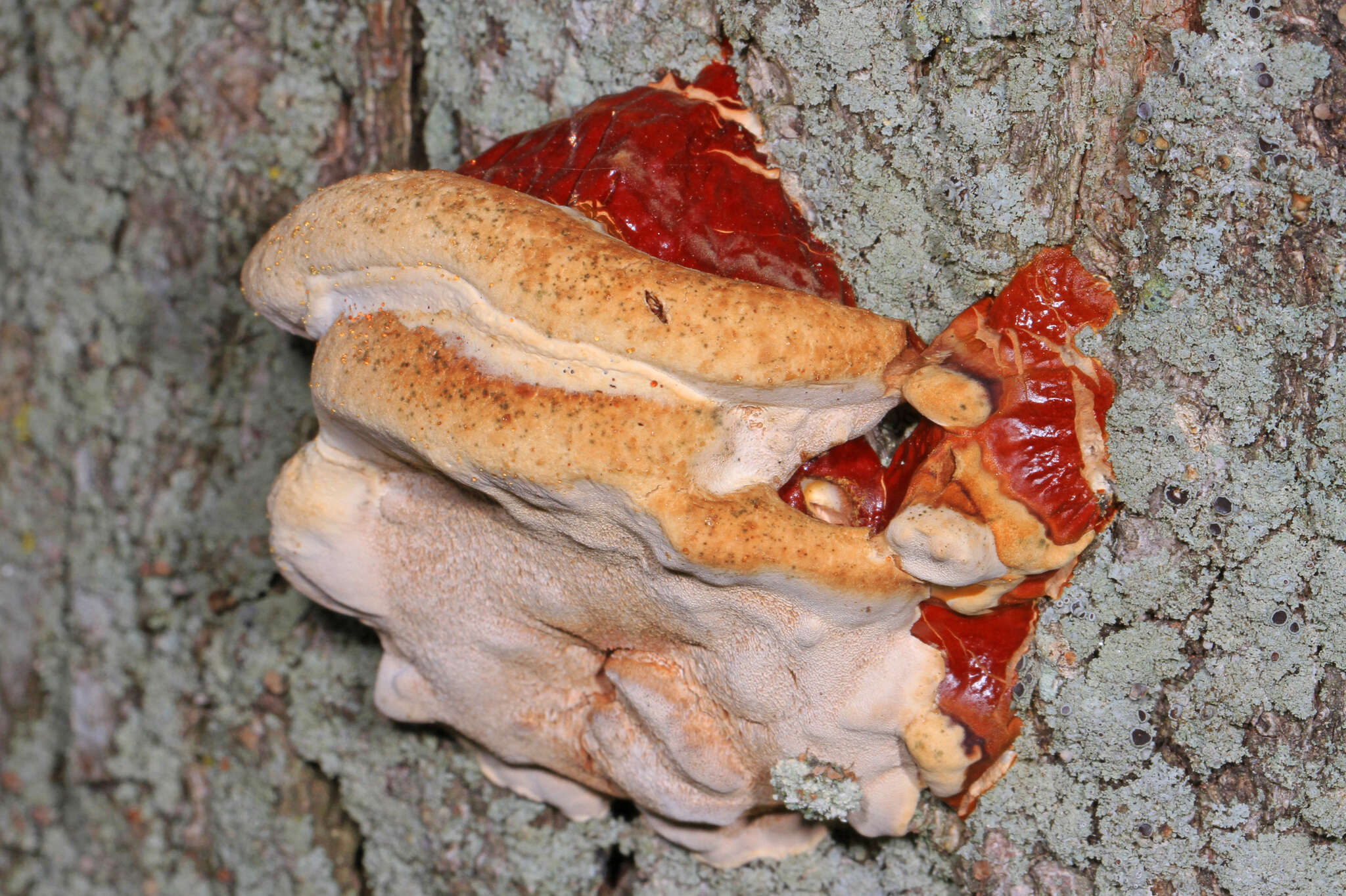 Image of Ganoderma sessile Murrill 1902