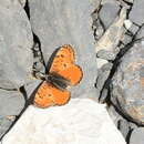 Image of Melitaea fergana Staudinger 1882