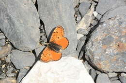 Image of Melitaea fergana Staudinger 1882