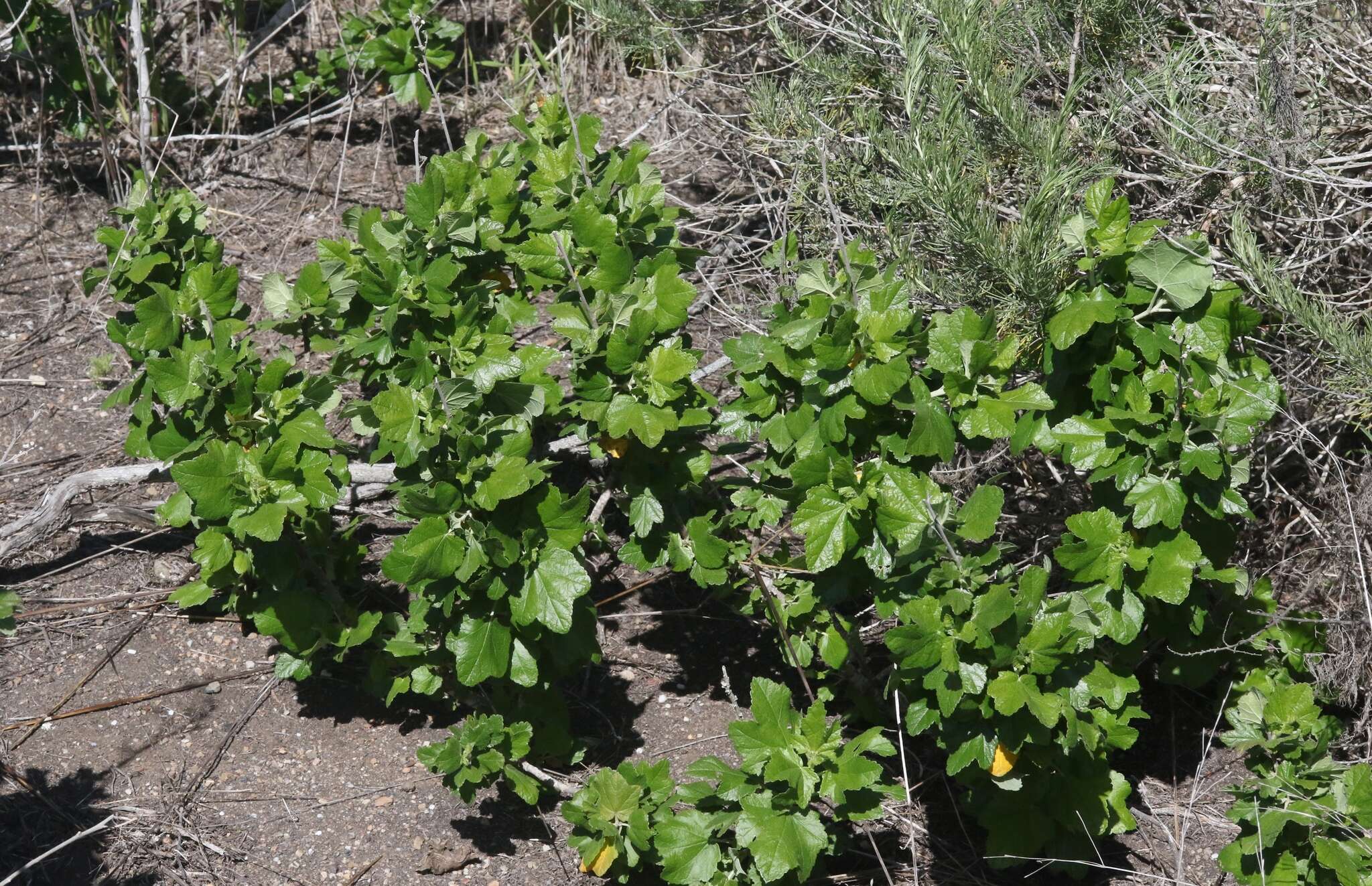 Image of Chaparral bushmallow