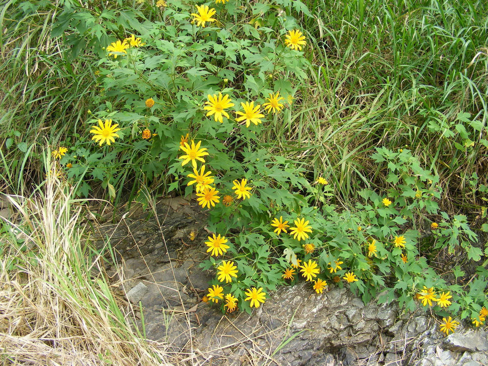 Image of tree marigold