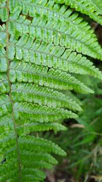 Image of <i>Dryopteris transmorrisonensis</i>