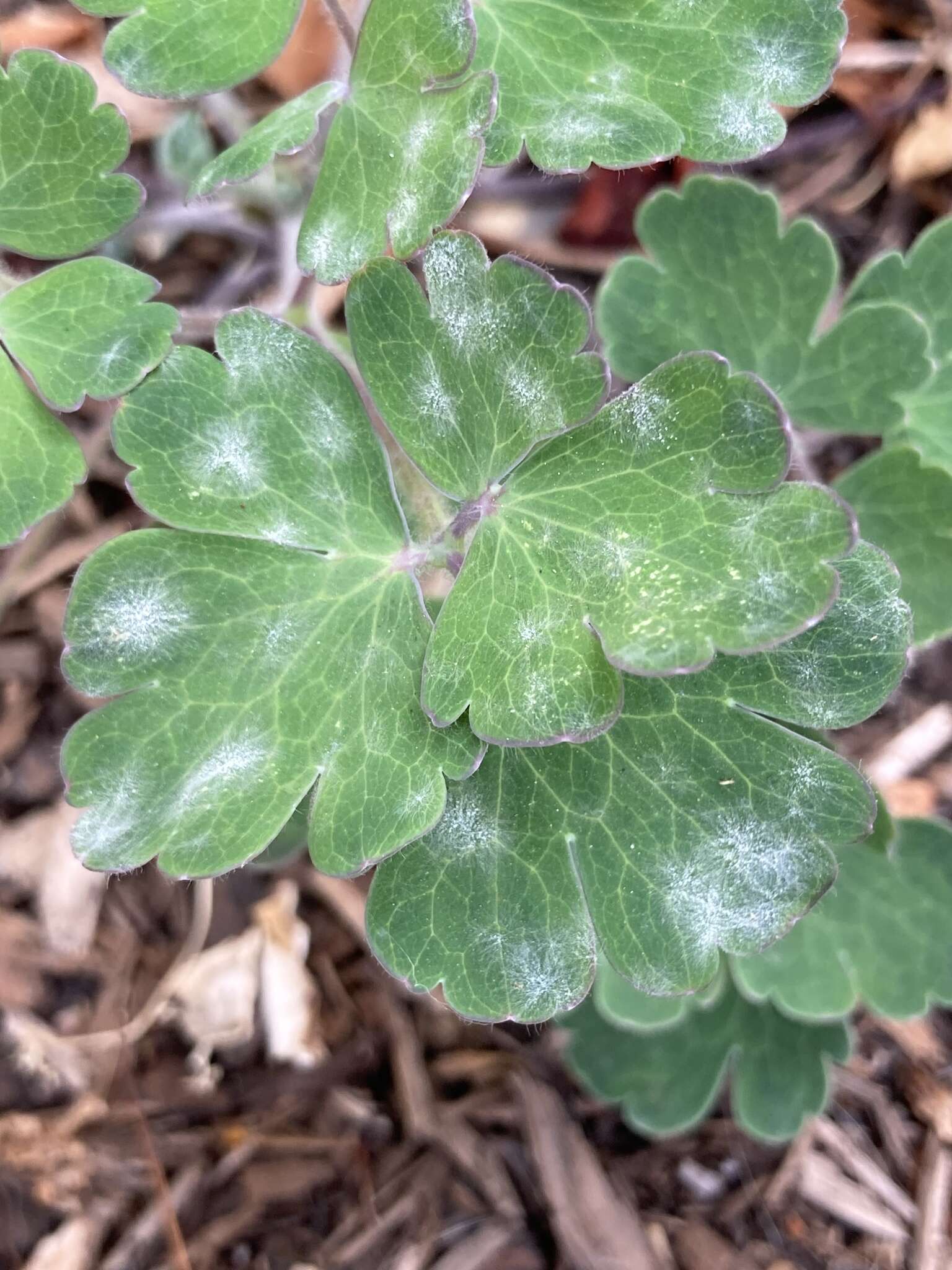 Erysiphe aquilegiae subsp. aquilegiae resmi