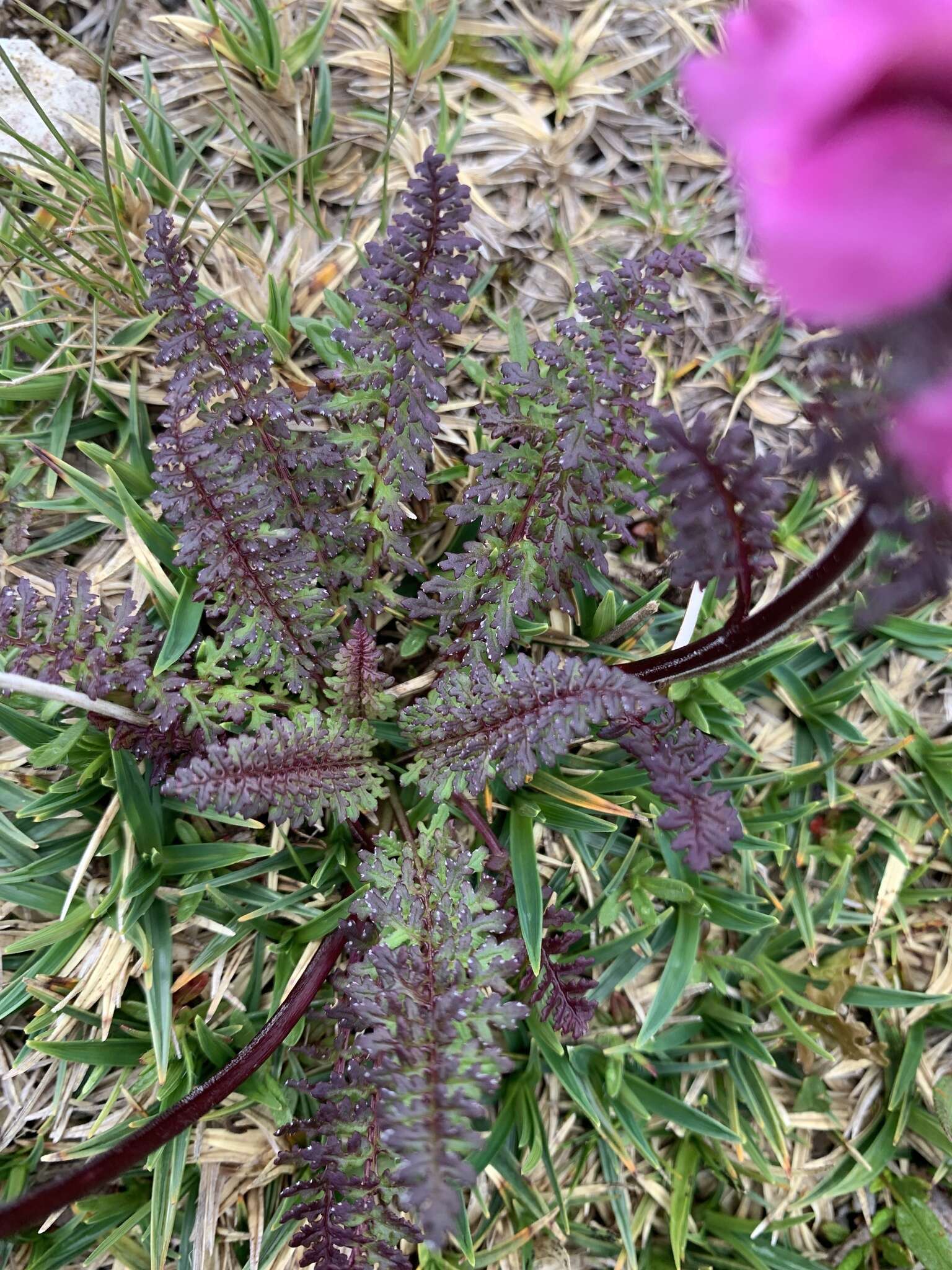 Image of beaked lousewort