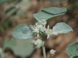 Image of threeseed croton