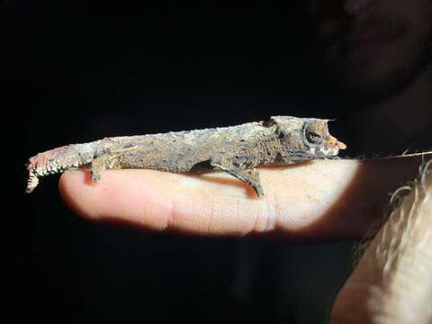 Image of Cameroon Stumptail Chameleon