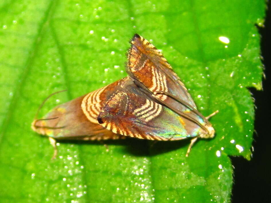 Image of Eurasian Hemp Moth