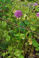 Image of Valeriana congesta (Lindl.) Byng & Christenh.
