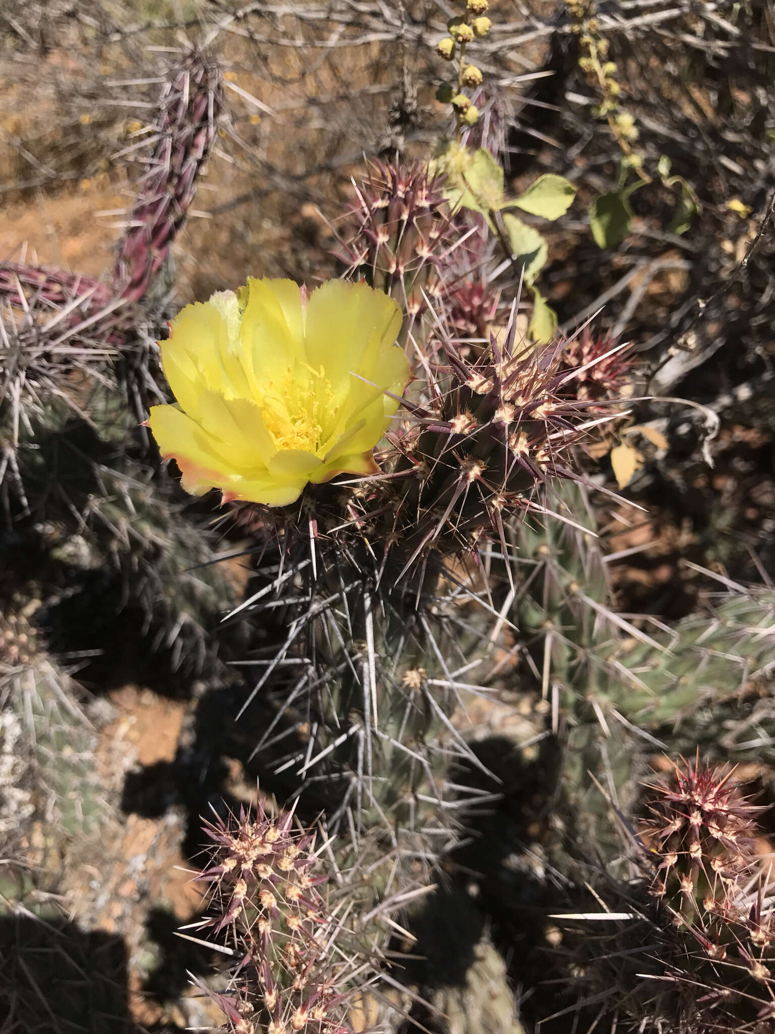 Image of Cylindropuntia californica var. rosarica (G. E. Linds.) Rebman