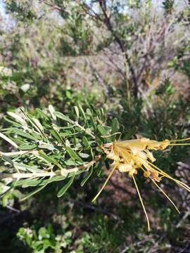 Sivun Lambertia inermis var. drummondii (Fielding & Gardner) R. J. Hnatiuk kuva