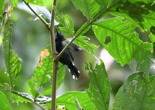 Image of Jet Antbird