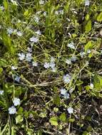 Image of Trigonotis radicans (Turcz.) Stev.