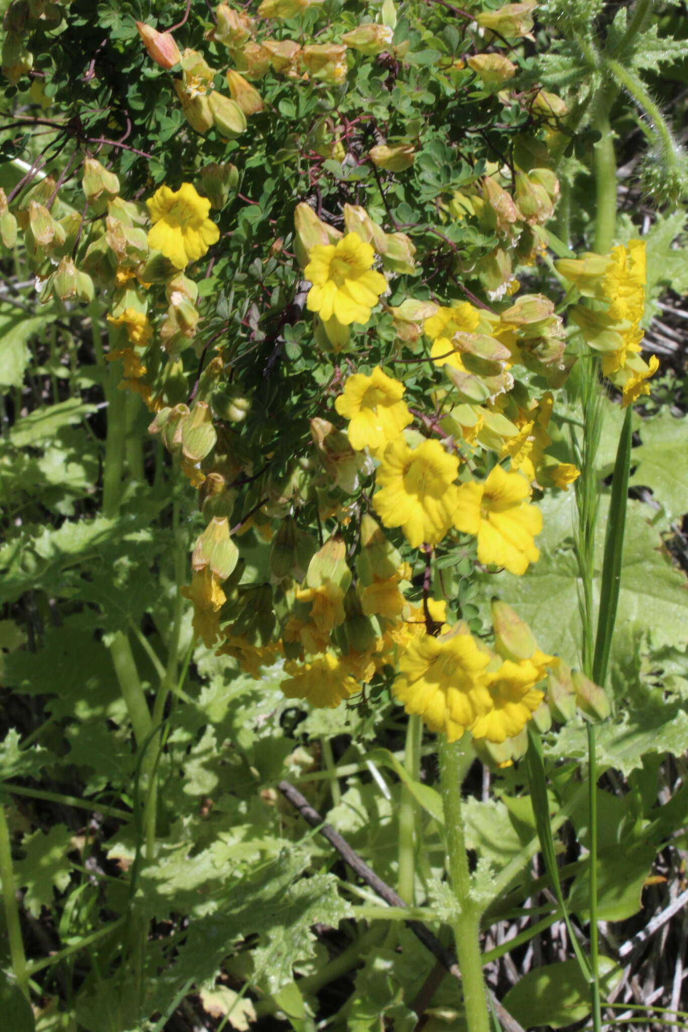 Image of Tropaeolum hookerianum Barn.