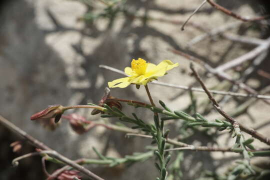 Image of Fumana ericifolia Wallr.