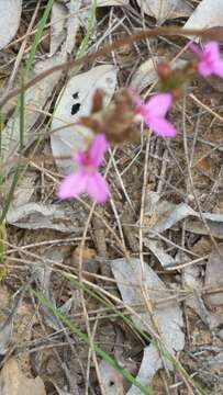 Image of Stylidium hirsutum R. Br.