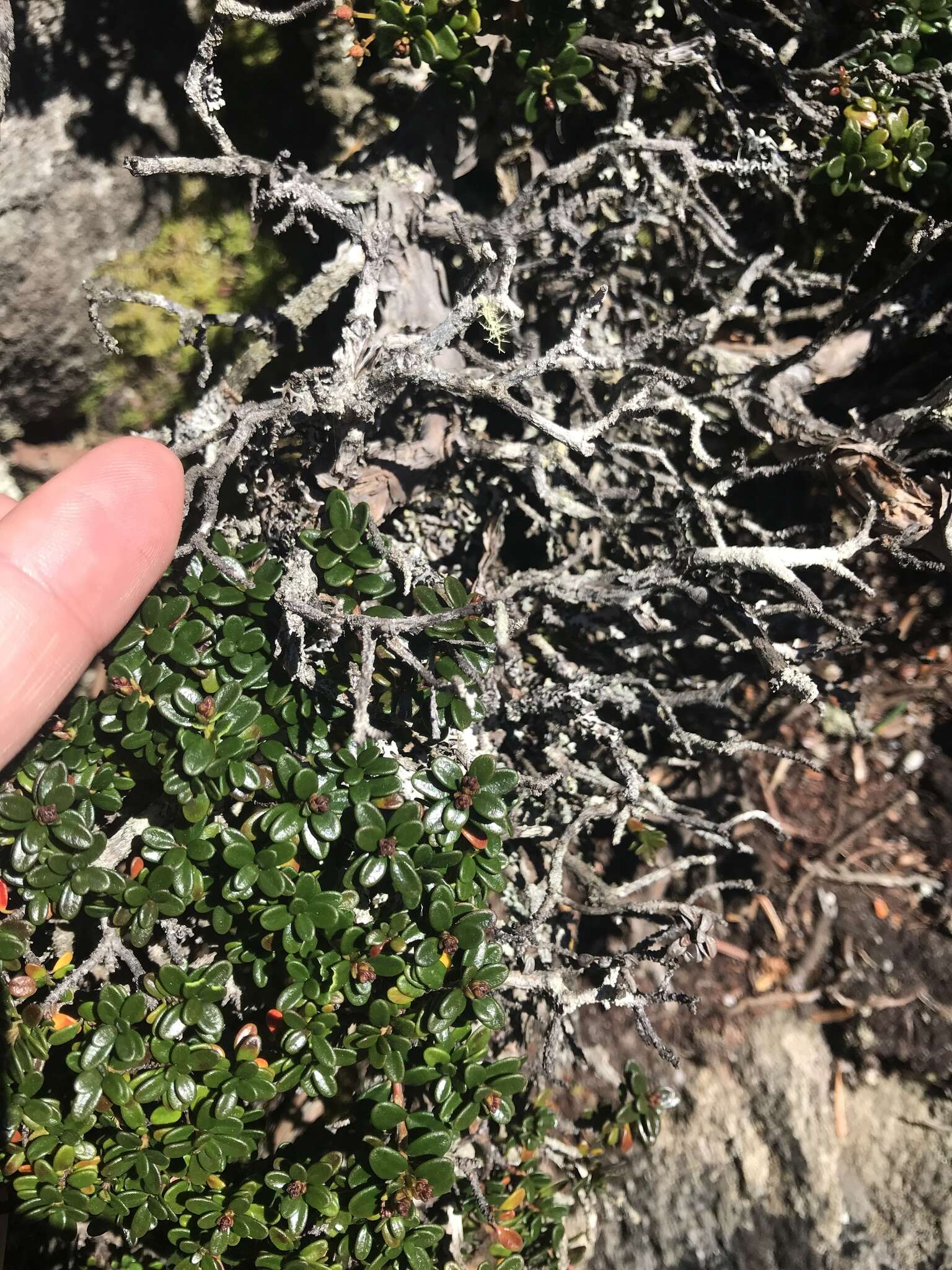 Image of Sand-Myrtle