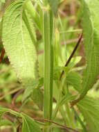 Image of Ocimum gratissimum subsp. gratissimum