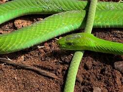 Image of Green mamba