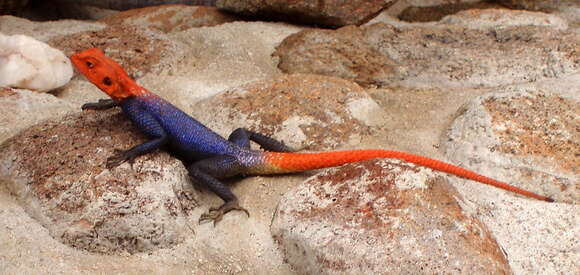 Слика од Agama planiceps Peters 1862