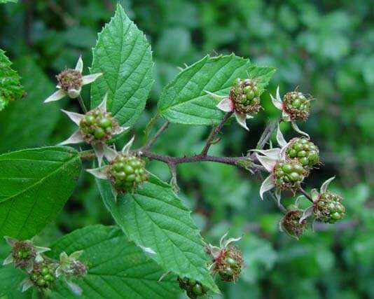 Image of Rubus rudis Weihe & Nees