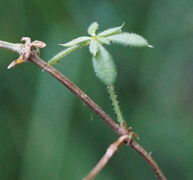 Image of slender bedstraw