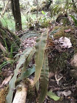 Image de Elaphoglossum paleaceum (Hook. & Grev.) Sledge