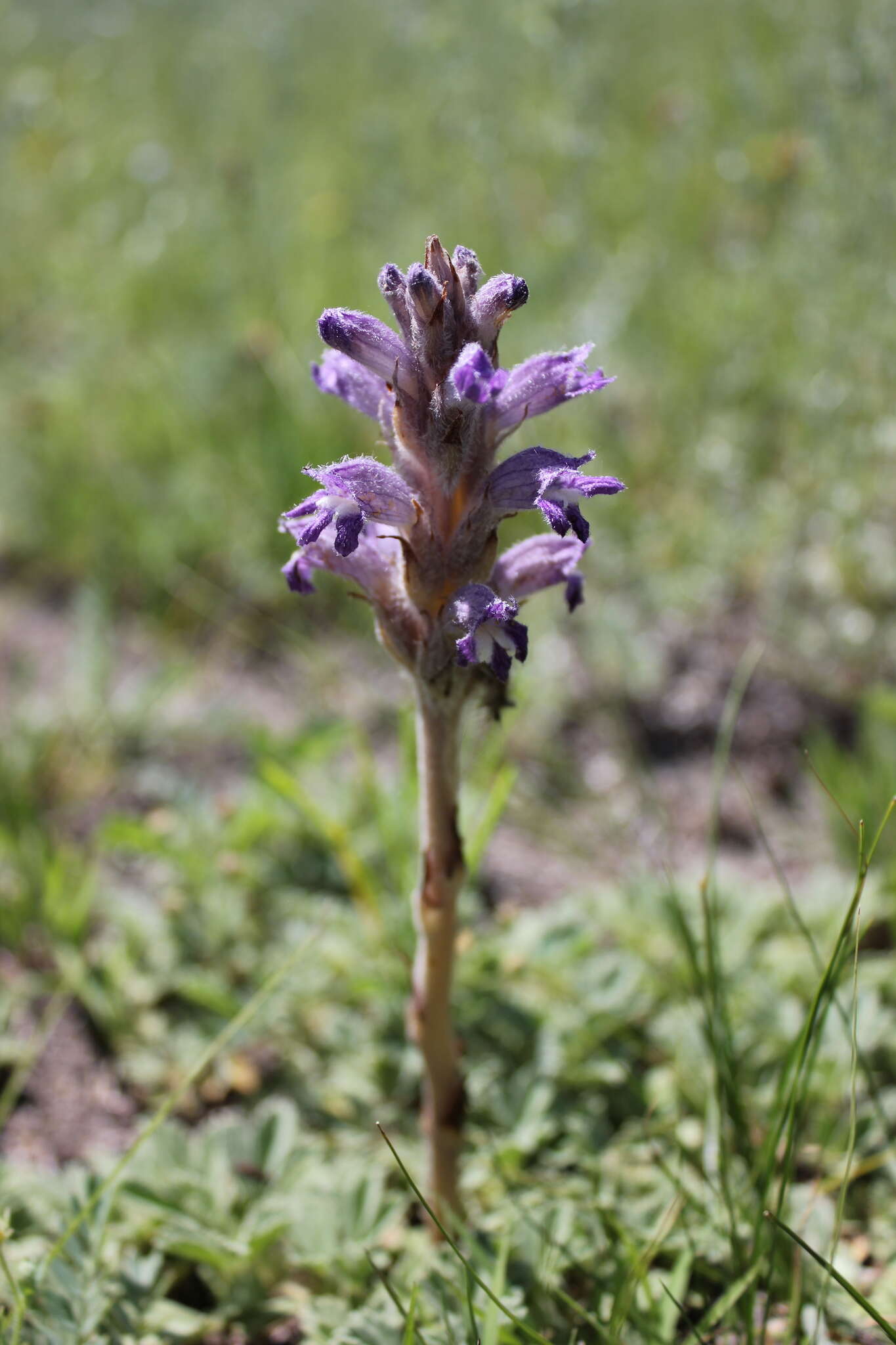 Image of Phelipanche caesia (Rchb.) Soják