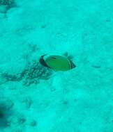 Image of Blacktail Butterflyfish