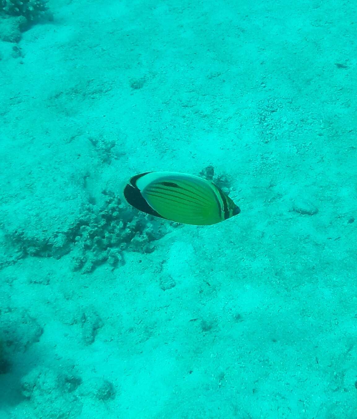 Image of Blacktail Butterflyfish