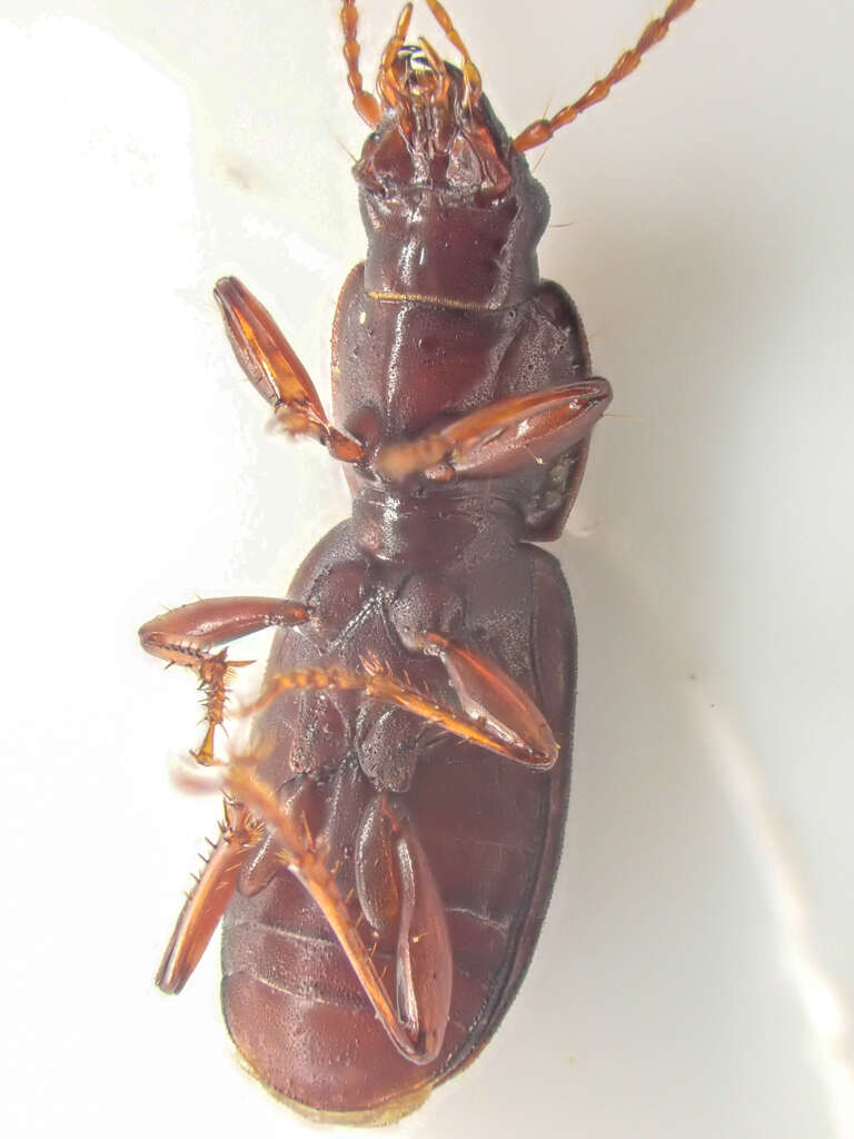 Image of Pterostichus (Leptoferonia) marinensis Hacker 1968