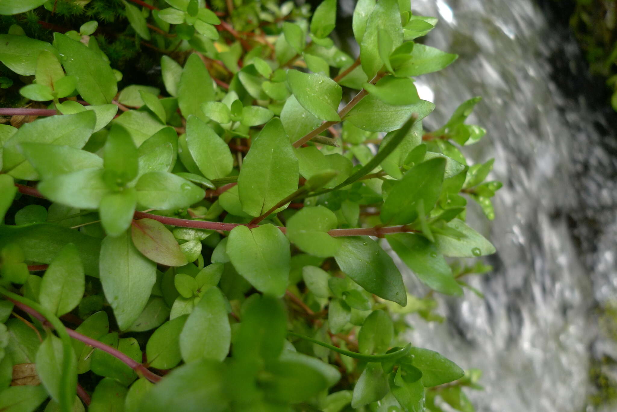 Image of Epilobium macropus Hook.