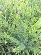 Image of purple prairie clover