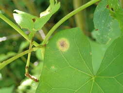 Image de Puccinia convolvuli (Pers.) Castagne 1842